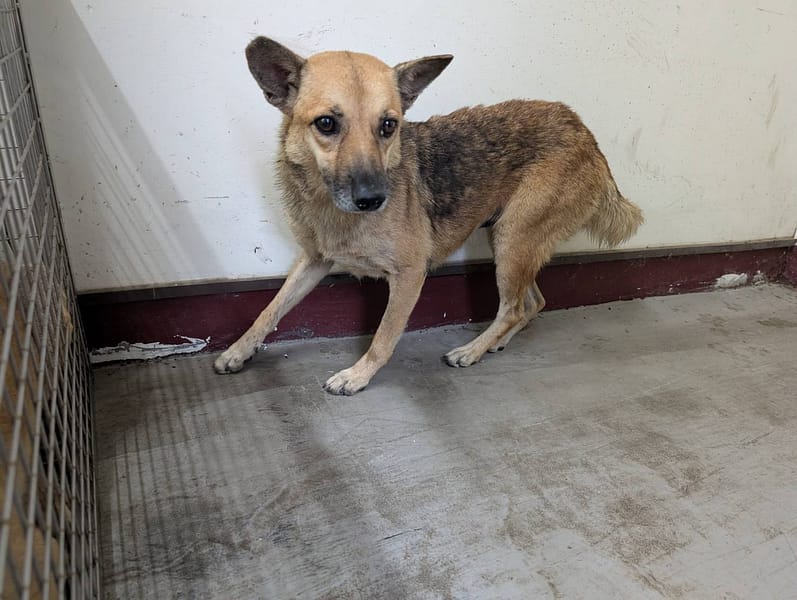 【待認養】混種犬 狗 (女生) - 高雄市燕巢動物保護關愛園區