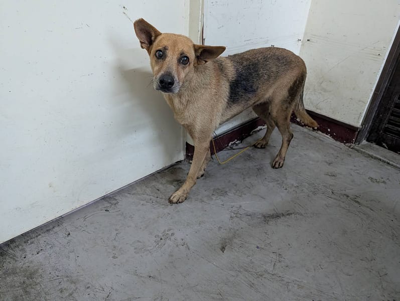 【待認養】混種犬 狗 (女生) - 高雄市燕巢動物保護關愛園區