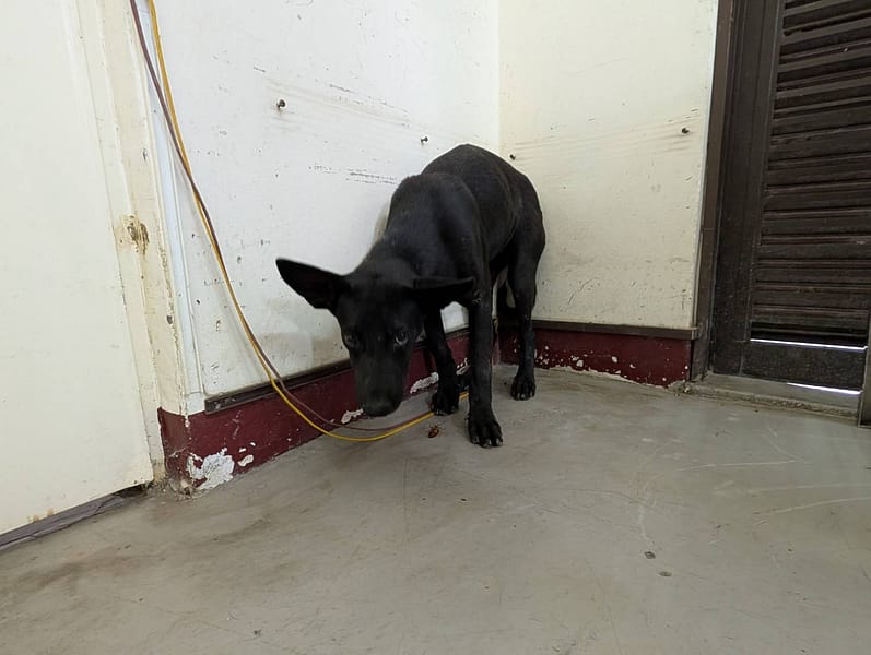 【待認養】混種犬 狗 (女生) - 高雄市燕巢動物保護關愛園區