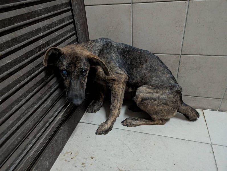【待認養】混種犬 狗 (女生) - 高雄市燕巢動物保護關愛園區