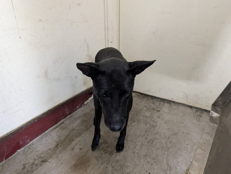 【待認養】混種犬 狗 (女生) - 高雄市燕巢動物保護關愛園區