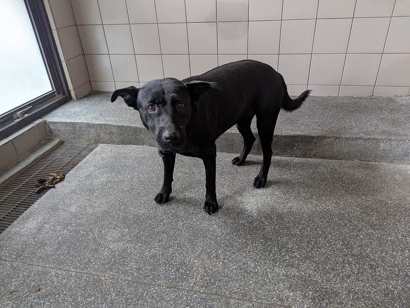 【待認養】混種犬 狗 (男生) - 高雄市燕巢動物保護關愛園區