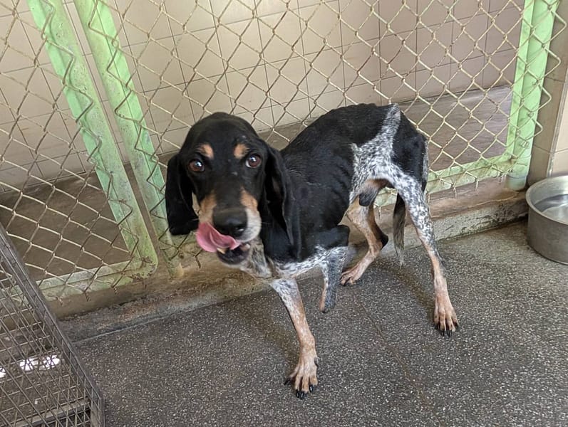 【待認養】混種犬 狗 (男生) - 高雄市燕巢動物保護關愛園區
