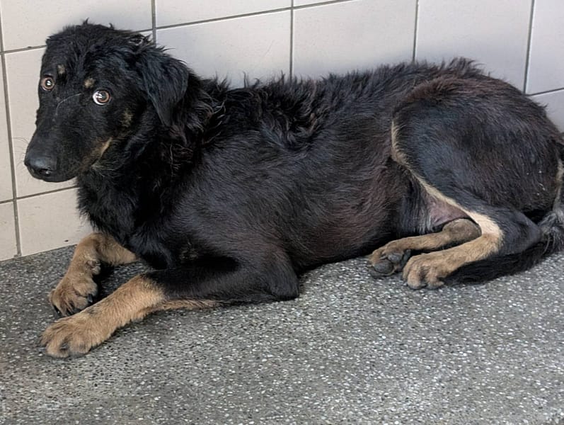 【待認養】混種犬 狗 (男生) - 高雄市燕巢動物保護關愛園區