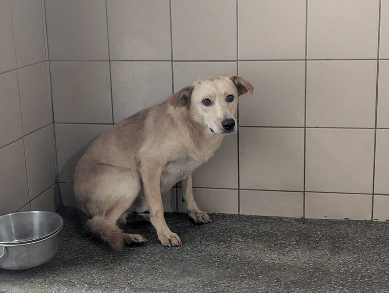 【待認養】混種犬 狗 (男生) - 高雄市燕巢動物保護關愛園區