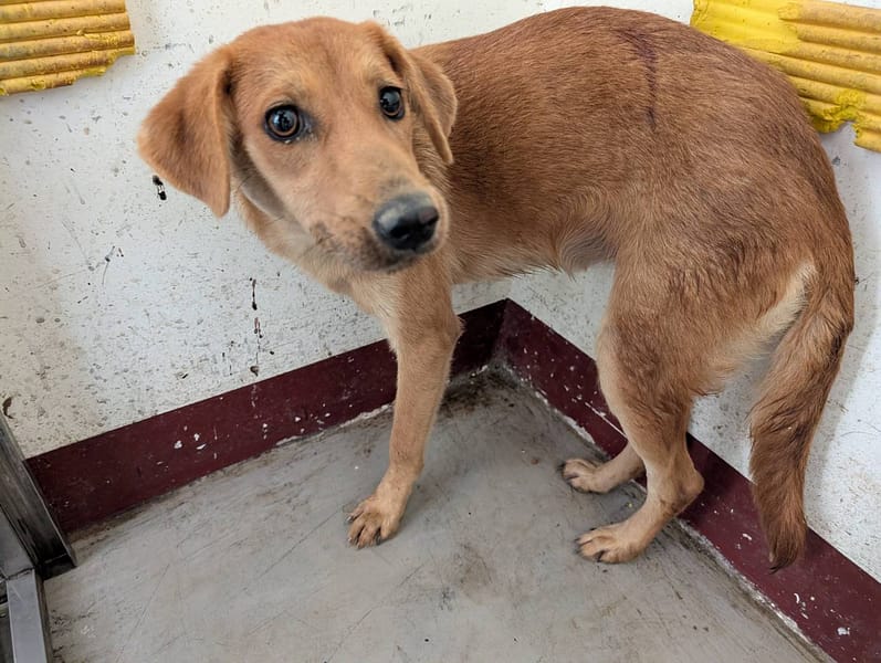 【待認養】混種犬 狗 (男生) - 高雄市燕巢動物保護關愛園區