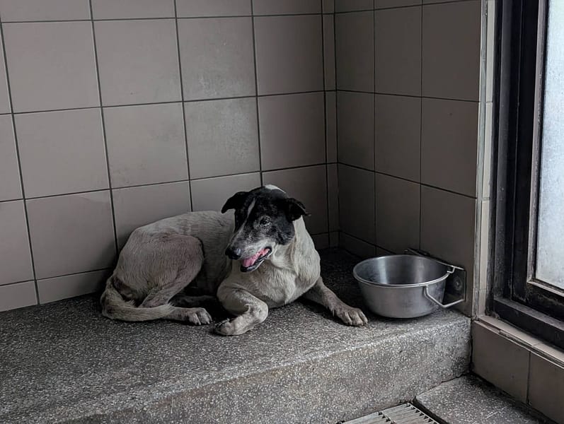 【待認養】混種犬 狗 (男生) - 高雄市燕巢動物保護關愛園區