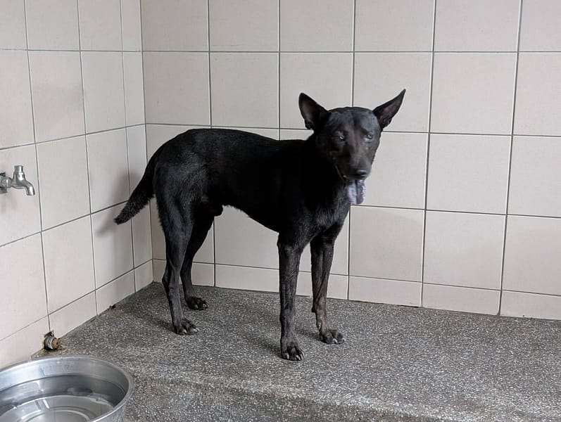 【待認養】混種犬 狗 (男生) - 高雄市燕巢動物保護關愛園區