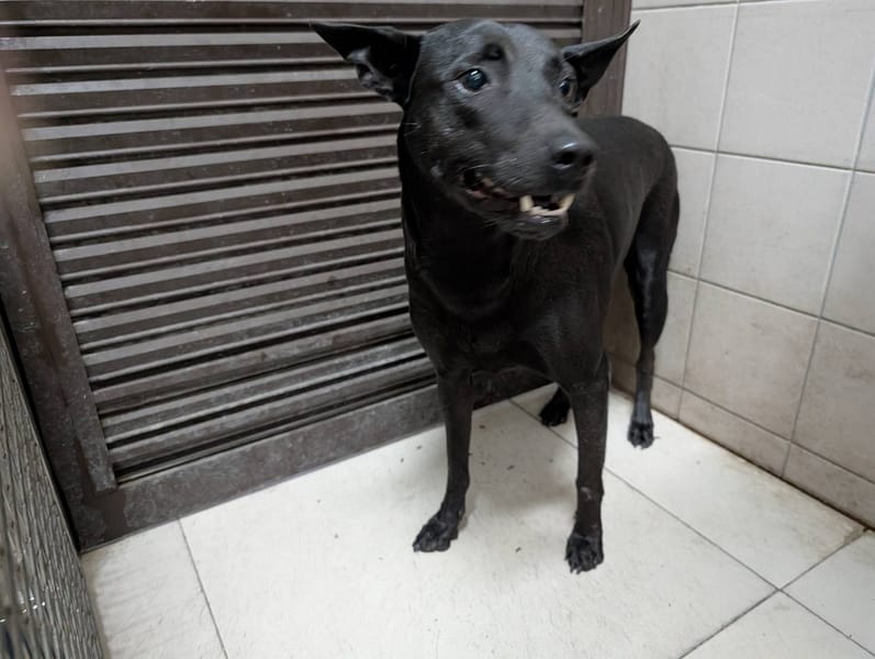 【待認養】混種犬 狗 (女生) - 高雄市燕巢動物保護關愛園區