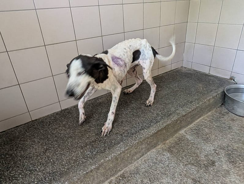 【待認養】混種犬 狗 (女生) - 高雄市燕巢動物保護關愛園區