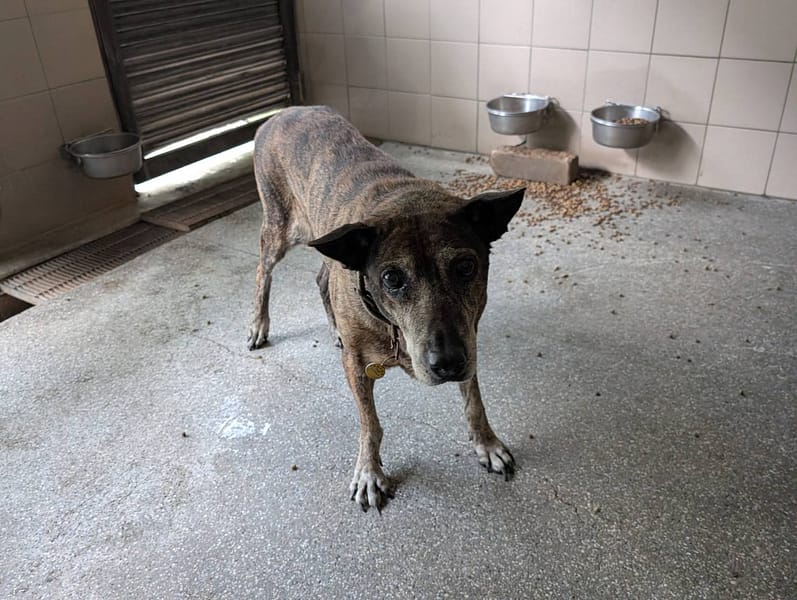 【待認養】混種犬 狗 (女生) - 高雄市燕巢動物保護關愛園區