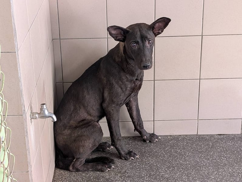 【待認養】混種犬 狗 (女生) - 高雄市燕巢動物保護關愛園區