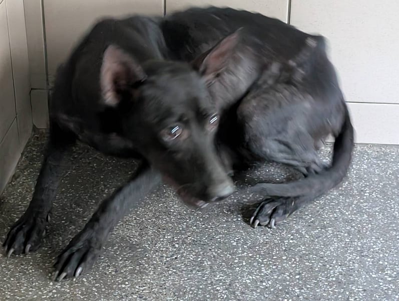 【待認養】混種犬 狗 (女生) - 高雄市燕巢動物保護關愛園區