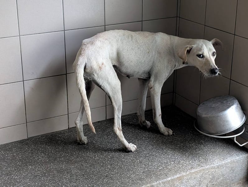 【待認養】混種犬 狗 (女生) - 高雄市燕巢動物保護關愛園區