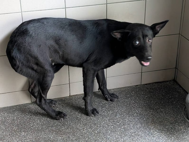【待認養】混種犬 狗 (女生) - 高雄市燕巢動物保護關愛園區