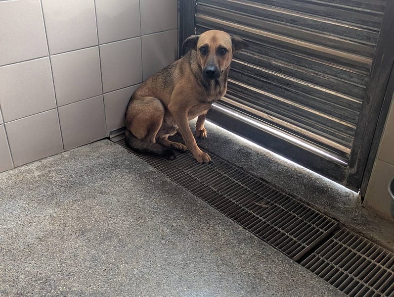 【待認養】混種犬 狗 (女生) - 高雄市燕巢動物保護關愛園區