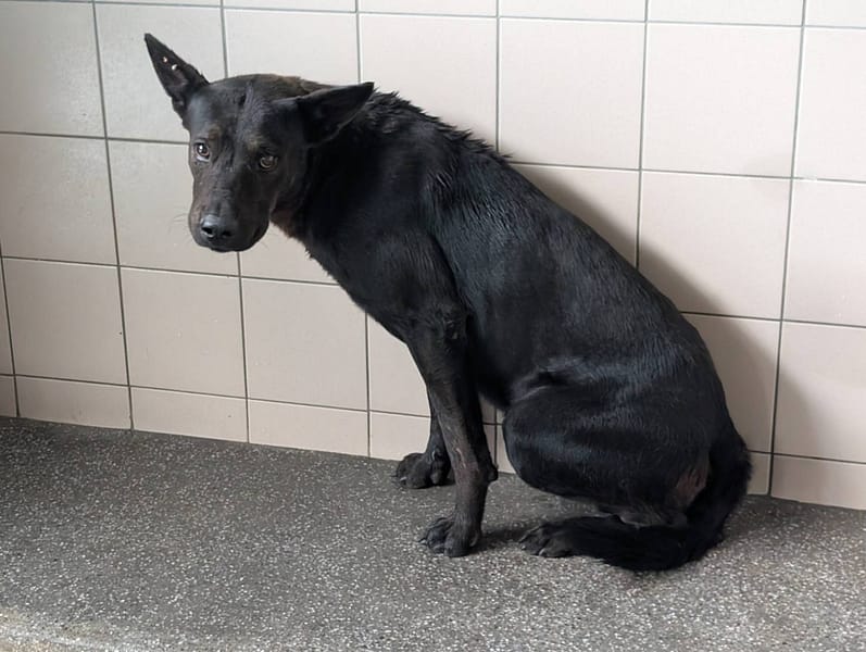 【待認養】混種犬 狗 (男生) - 高雄市燕巢動物保護關愛園區