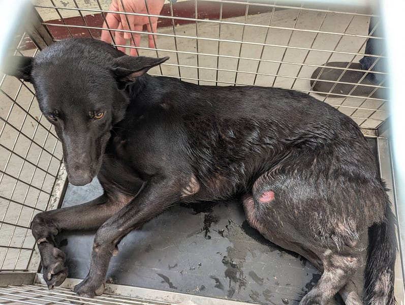 【待認養】混種犬 狗 (男生) - 高雄市燕巢動物保護關愛園區