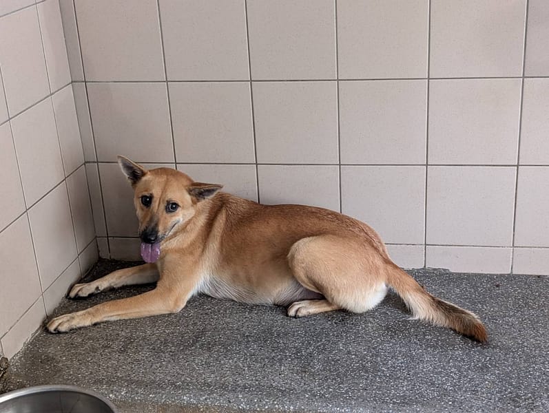 【待認養】混種犬 狗 (女生) - 高雄市燕巢動物保護關愛園區