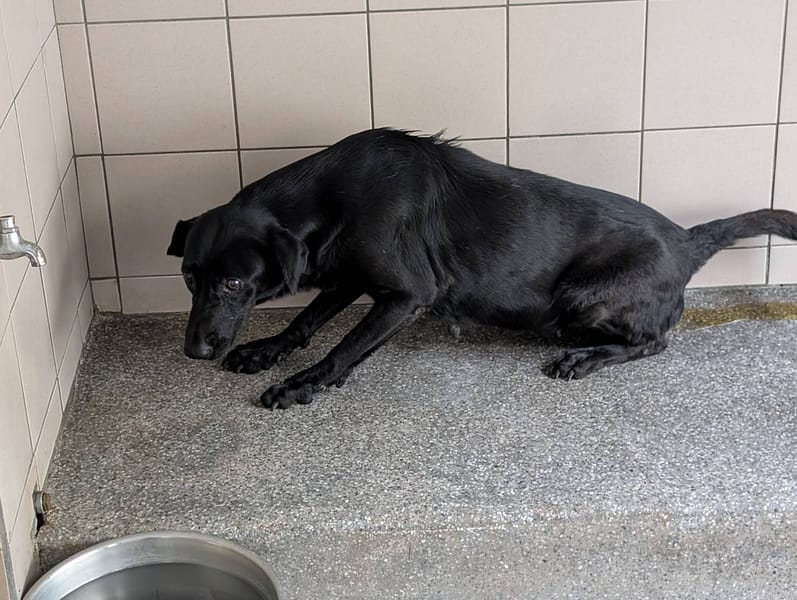 【待認養】混種犬 狗 (女生) - 高雄市燕巢動物保護關愛園區