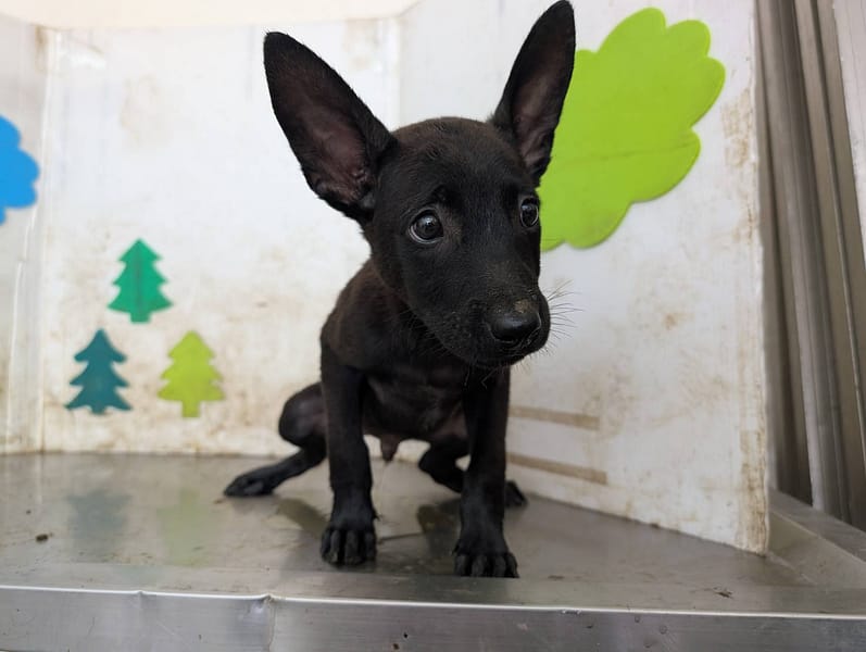 【待認養】混種犬 狗 (男生) - 高雄市燕巢動物保護關愛園區