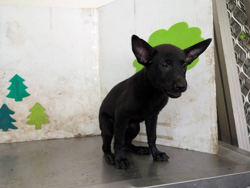 【待認養】混種犬 狗 (女生) - 高雄市燕巢動物保護關愛園區