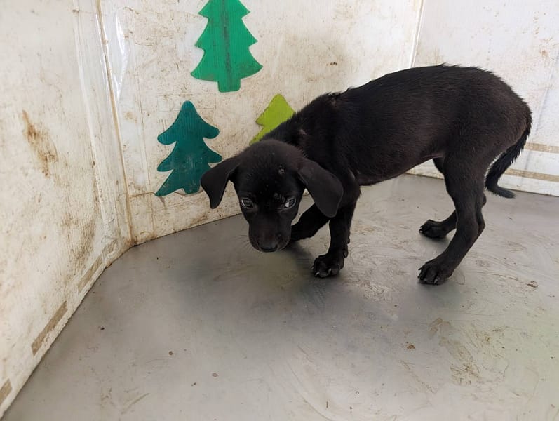 【待認養】混種犬 狗 (女生) - 高雄市燕巢動物保護關愛園區