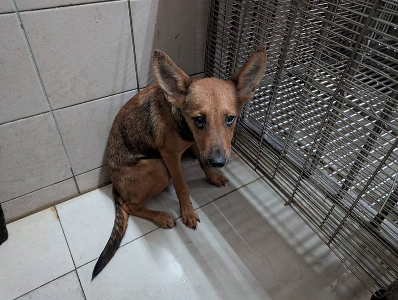 【待認養】混種犬 狗 (女生) - 高雄市燕巢動物保護關愛園區