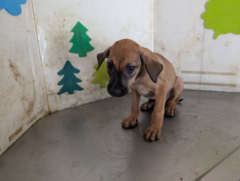 【待認養】混種犬 狗 (男生) - 高雄市燕巢動物保護關愛園區