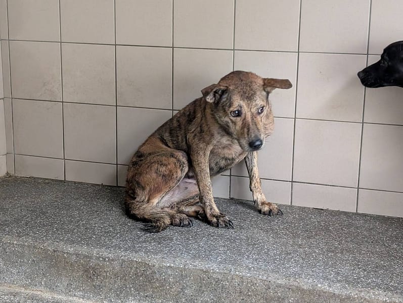 【待認養】混種犬 狗 (女生) - 高雄市燕巢動物保護關愛園區