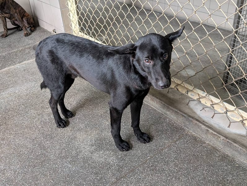 【待認養】混種犬 狗 (男生) - 高雄市燕巢動物保護關愛園區