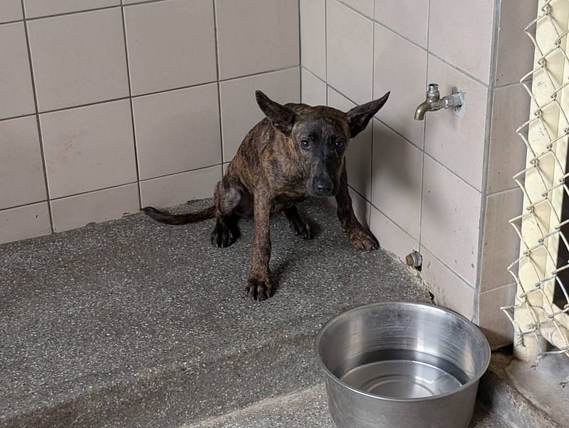 【待認養】混種犬 狗 (男生) - 高雄市燕巢動物保護關愛園區