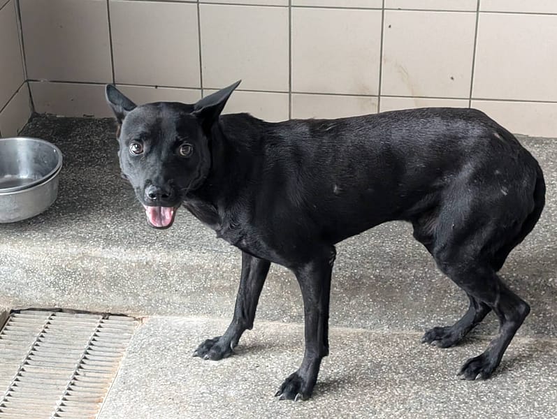【待認養】混種犬 狗 (男生) - 高雄市燕巢動物保護關愛園區