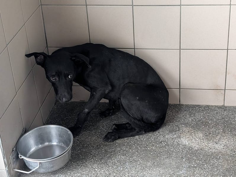 【待認養】混種犬 狗 (男生) - 高雄市燕巢動物保護關愛園區