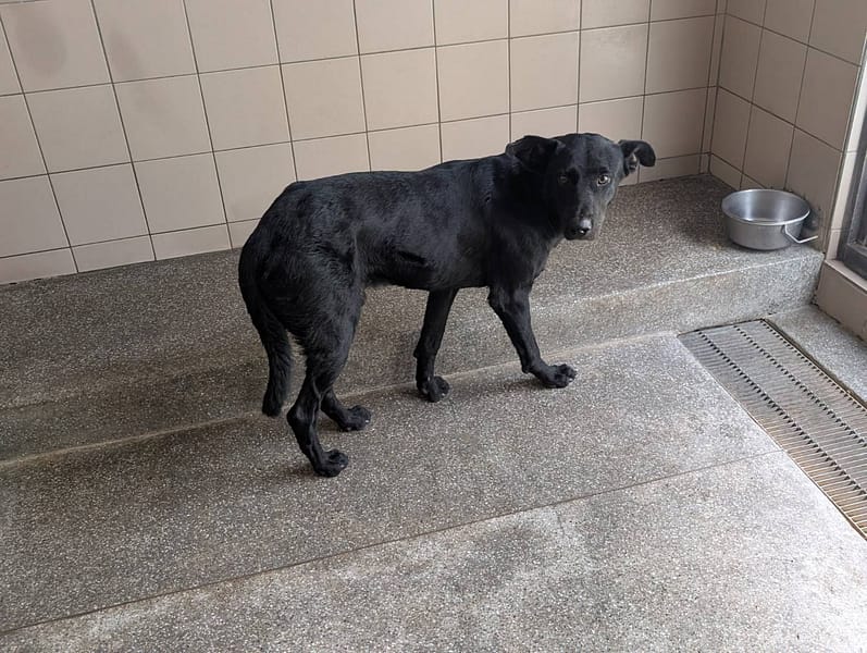 【待認養】混種犬 狗 (男生) - 高雄市燕巢動物保護關愛園區