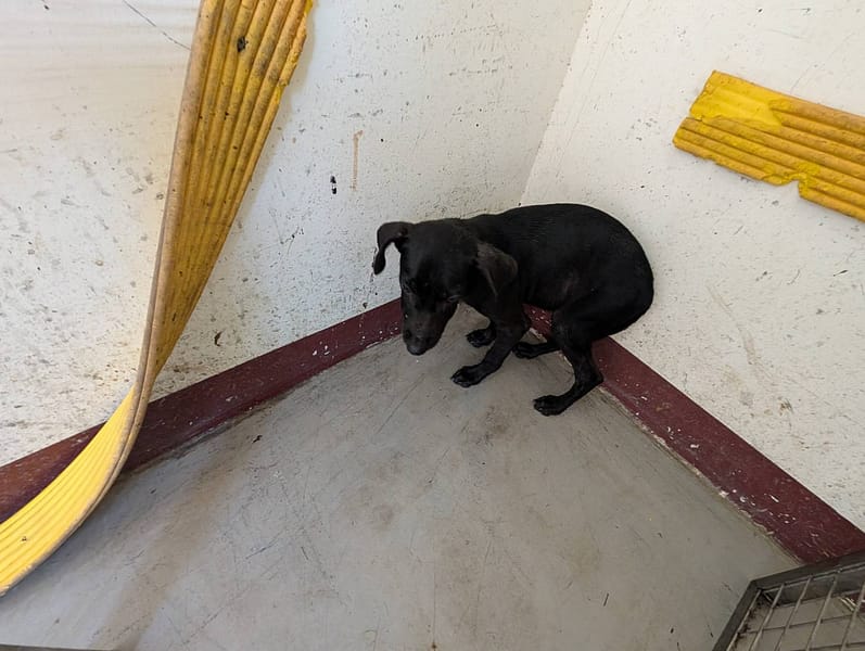 【待認養】混種犬 狗 (女生) - 高雄市燕巢動物保護關愛園區