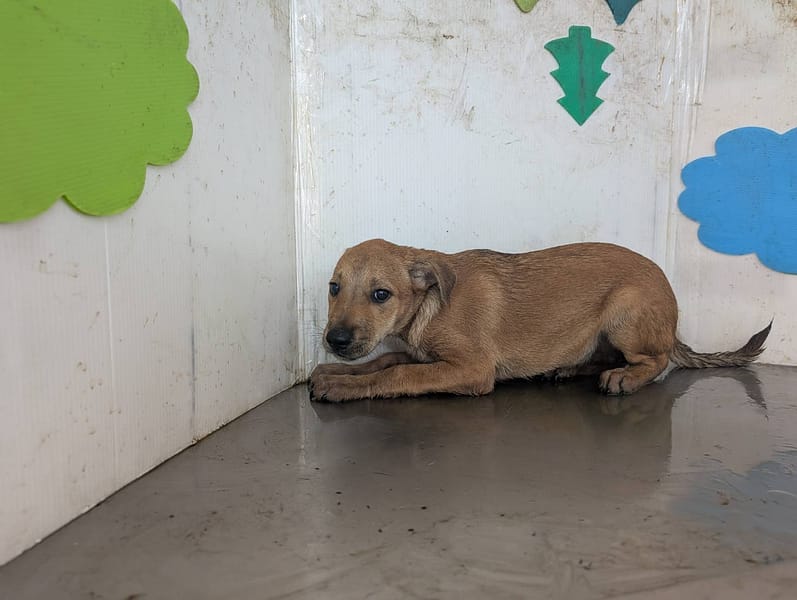 【待認養】混種犬 狗 (女生) - 高雄市燕巢動物保護關愛園區