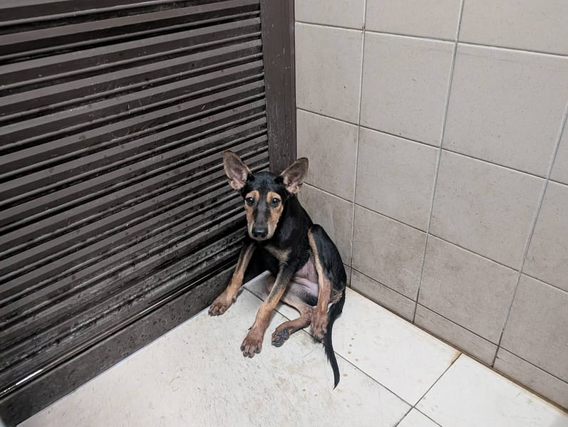 【待認養】混種犬 狗 (女生) - 高雄市燕巢動物保護關愛園區