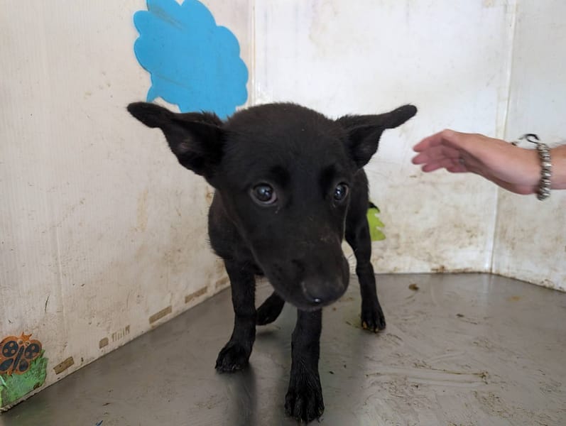 【待認養】混種犬 狗 (女生) - 高雄市燕巢動物保護關愛園區