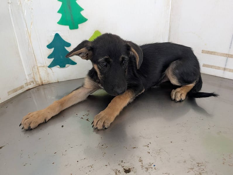 【待認養】混種犬 狗 (女生) - 高雄市燕巢動物保護關愛園區