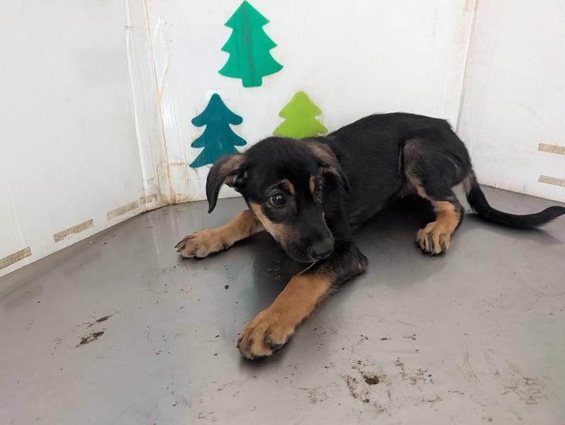 【待認養】混種犬 狗 (女生) - 高雄市燕巢動物保護關愛園區