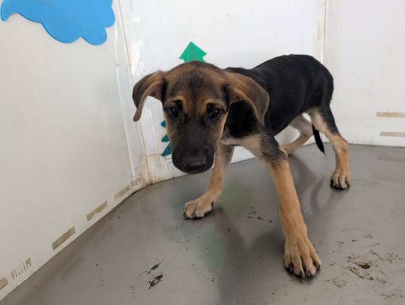 【待認養】混種犬 狗 (女生) - 高雄市燕巢動物保護關愛園區