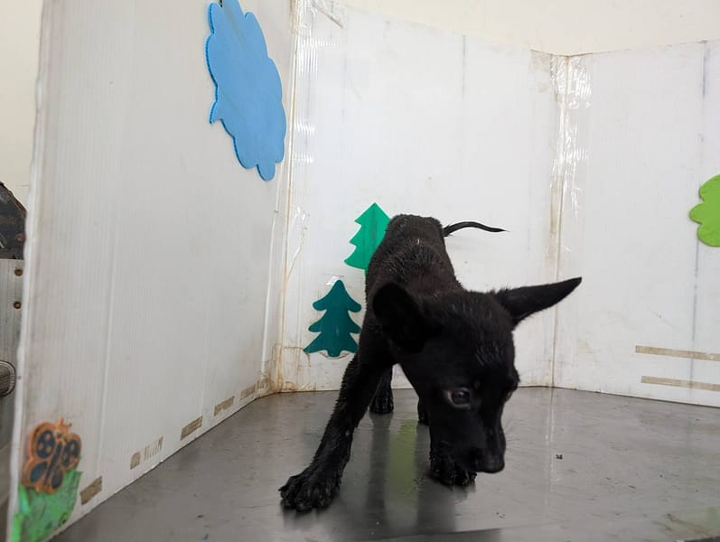 【待認養】混種犬 狗 (女生) - 高雄市燕巢動物保護關愛園區