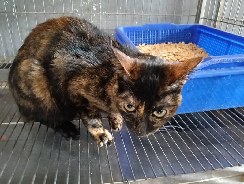 【待認養】混種貓 貓 (女生) - 新竹市動物保護教育園區