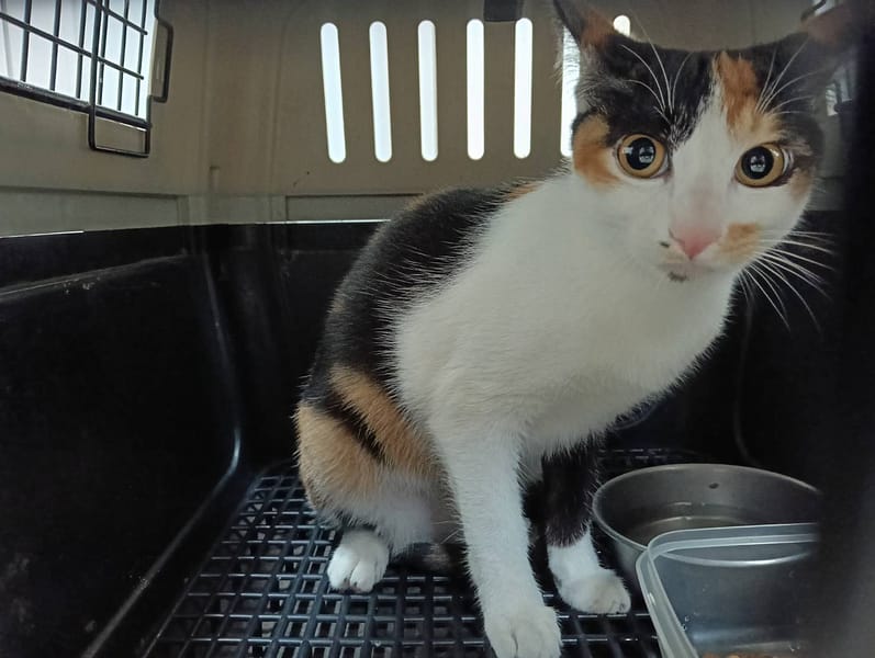 【待認養】混種貓 貓 (女生) - 新竹市動物保護教育園區