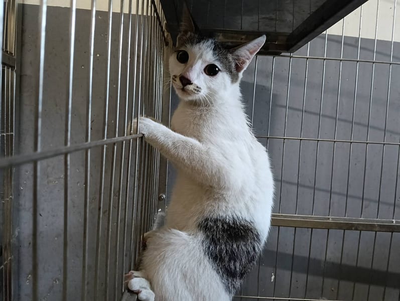 【待認養】混種貓 貓 (女生) - 新竹市動物保護教育園區