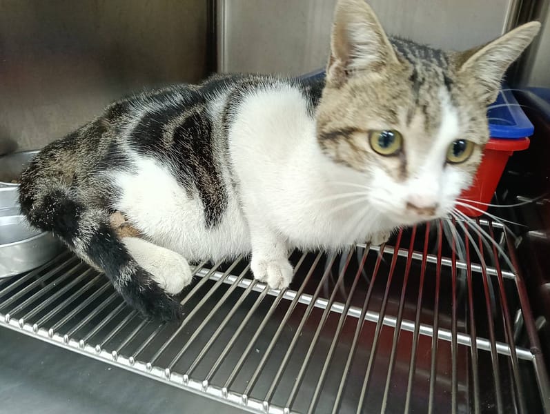 【待認養】混種貓 貓 (男生) - 新竹市動物保護教育園區