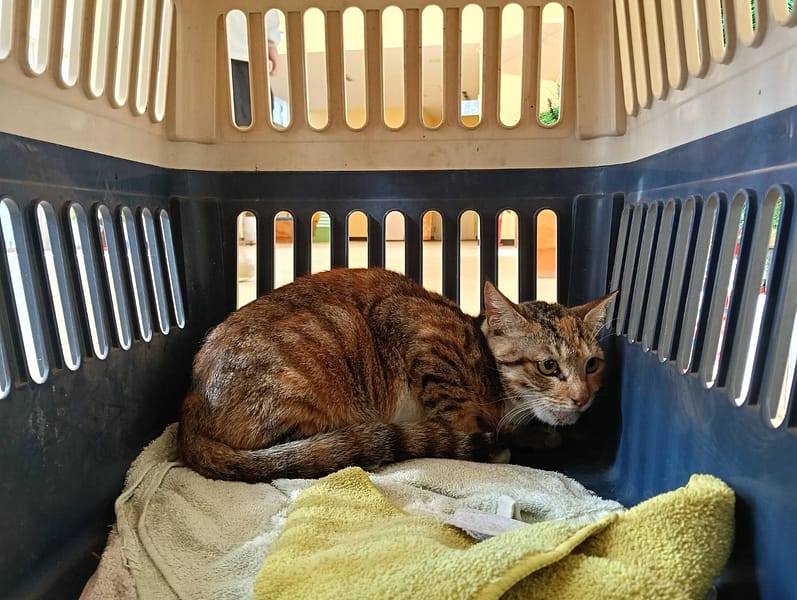 【待認養】混種貓 貓 (女生) - 新竹市動物保護教育園區