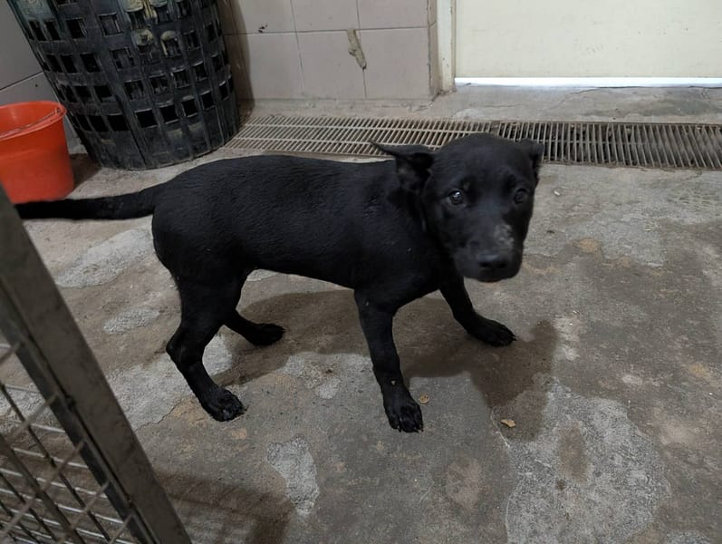 【待認養】混種犬 狗 (男生) - 高雄市燕巢動物保護關愛園區