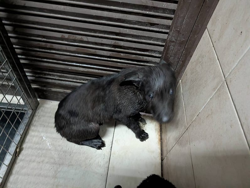 【待認養】混種犬 狗 (女生) - 高雄市燕巢動物保護關愛園區